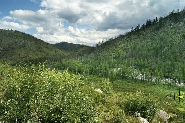 Grüner Wald in der Nähe des Flusses