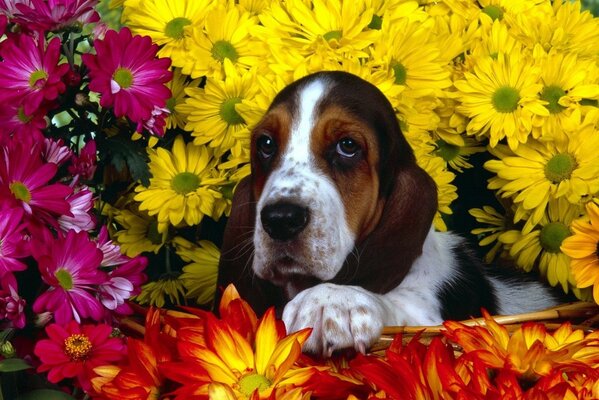 Cute dog in flowers. Animals and nature