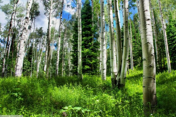 Birch tree... a symbol of light and purity