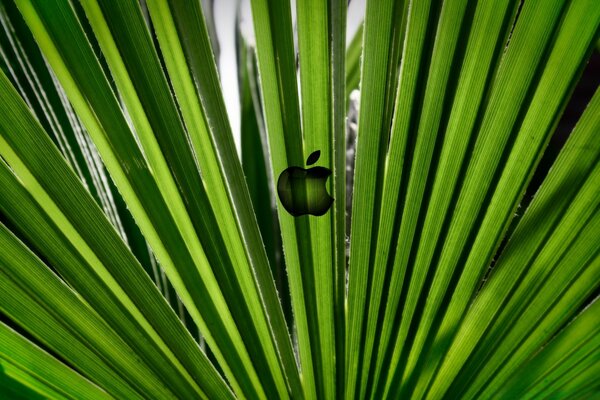 Flora Blatt Grün Apfel