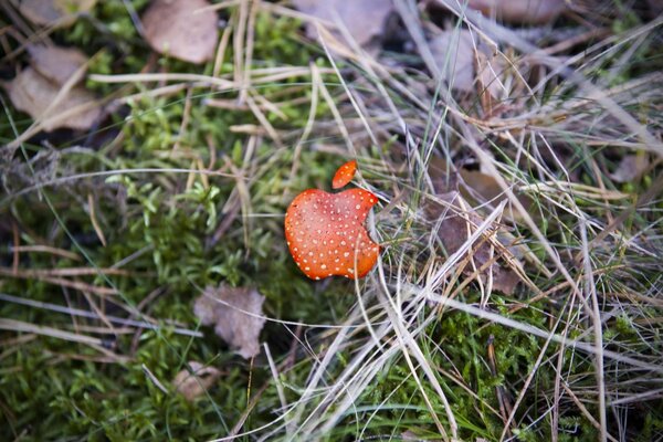 Apple: símbolo de la compañía de Amanita