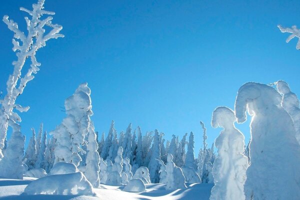 Trees in the snow in the winter forest