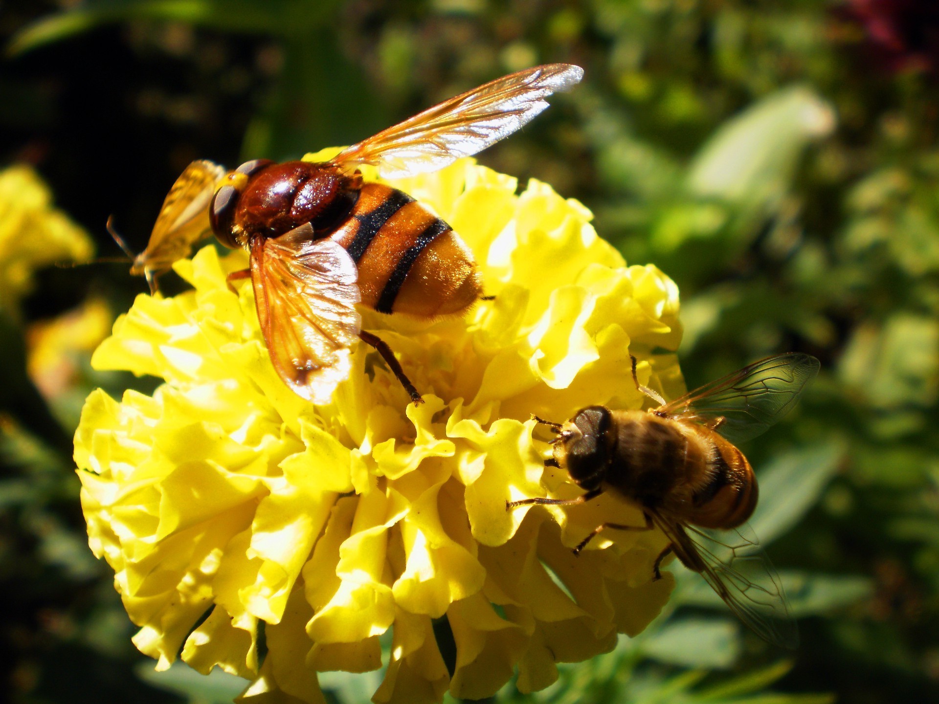 blumen biene insekt natur honig pollen nektar blume bestäubung flügel fliegen tier sommer bienen im freien wespe garten flora hummel wild