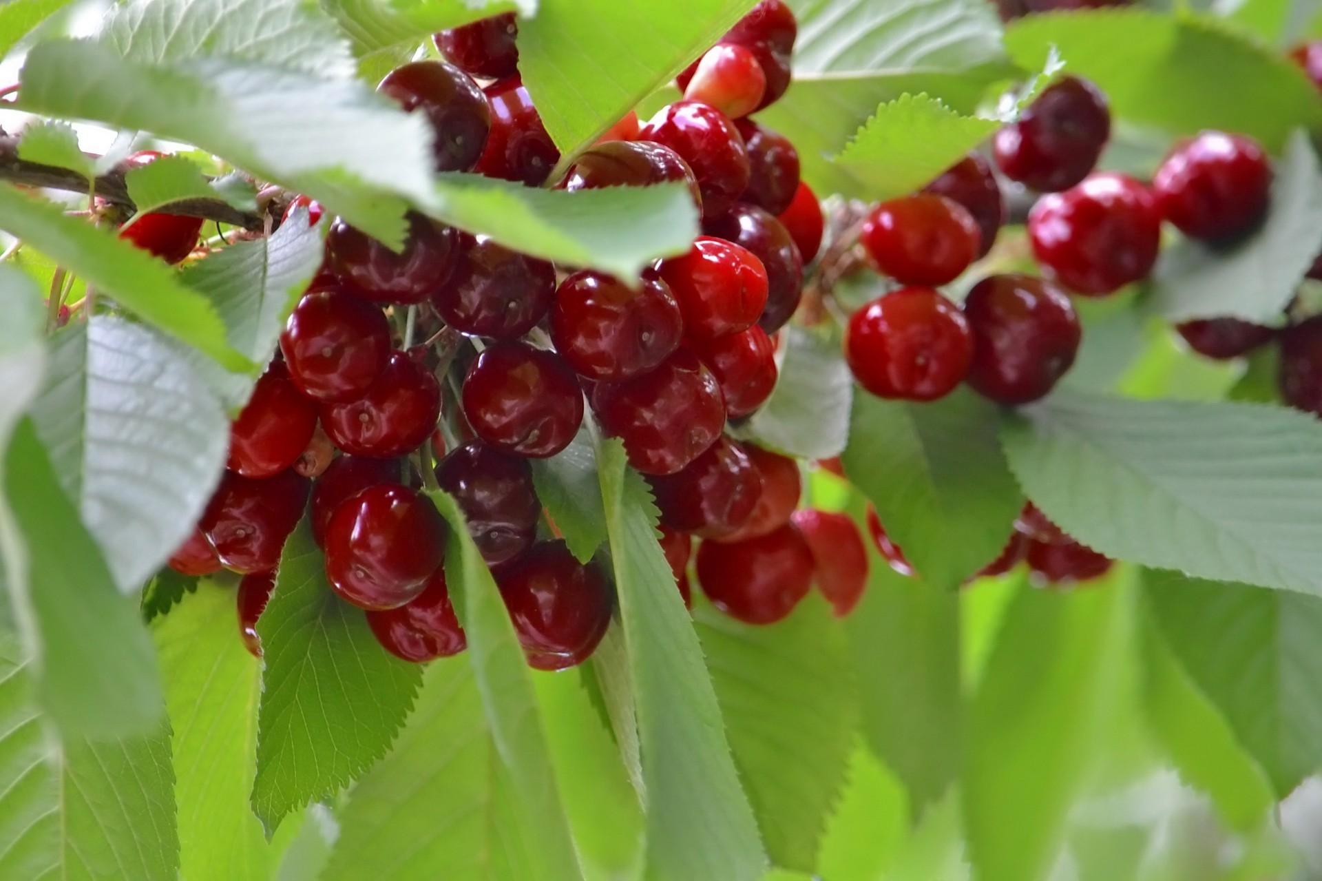 bagas folha baga fruta natureza comida saudável verão pastelaria saúde close-up delicioso frescura suculento jardim pasto doce cereja delicioso ramo