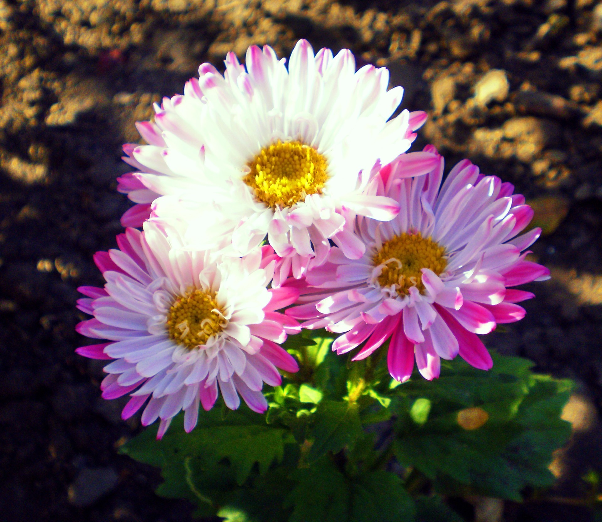 fiori fiore flora natura floreale petalo fiore giardino estate colore luminoso bella foglia botanico close-up crisantemo stagione crescita bouquet campo