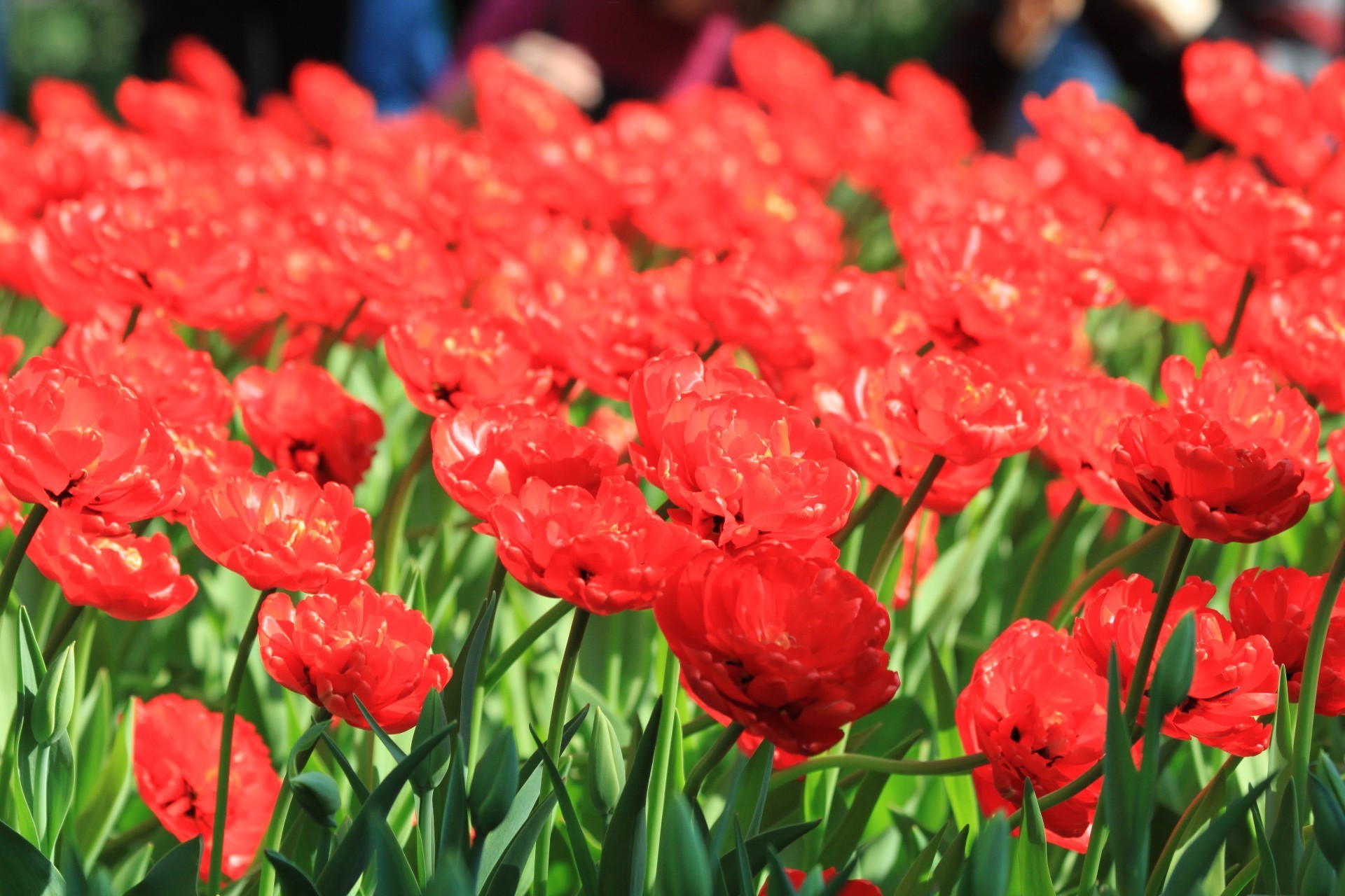 tulips nature flora flower garden tulip summer leaf color bright floral outdoors season field petal blooming growth easter park vibrant