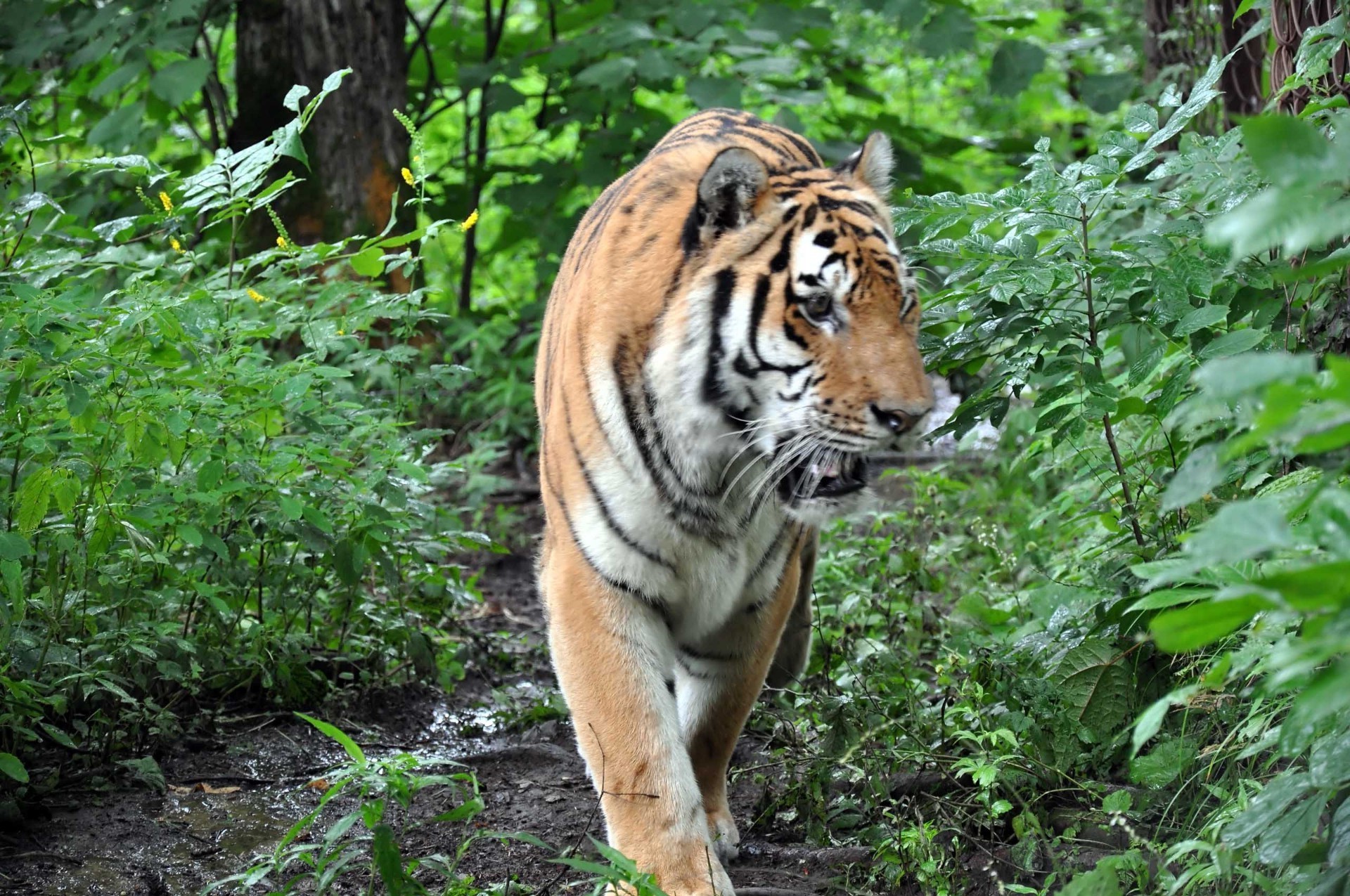 tigres vida silvestre selva naturaleza salvaje tigre mamífero gato peligro depredador zoológico cazador animal grande piel mirando carnívoro caza madera retrato