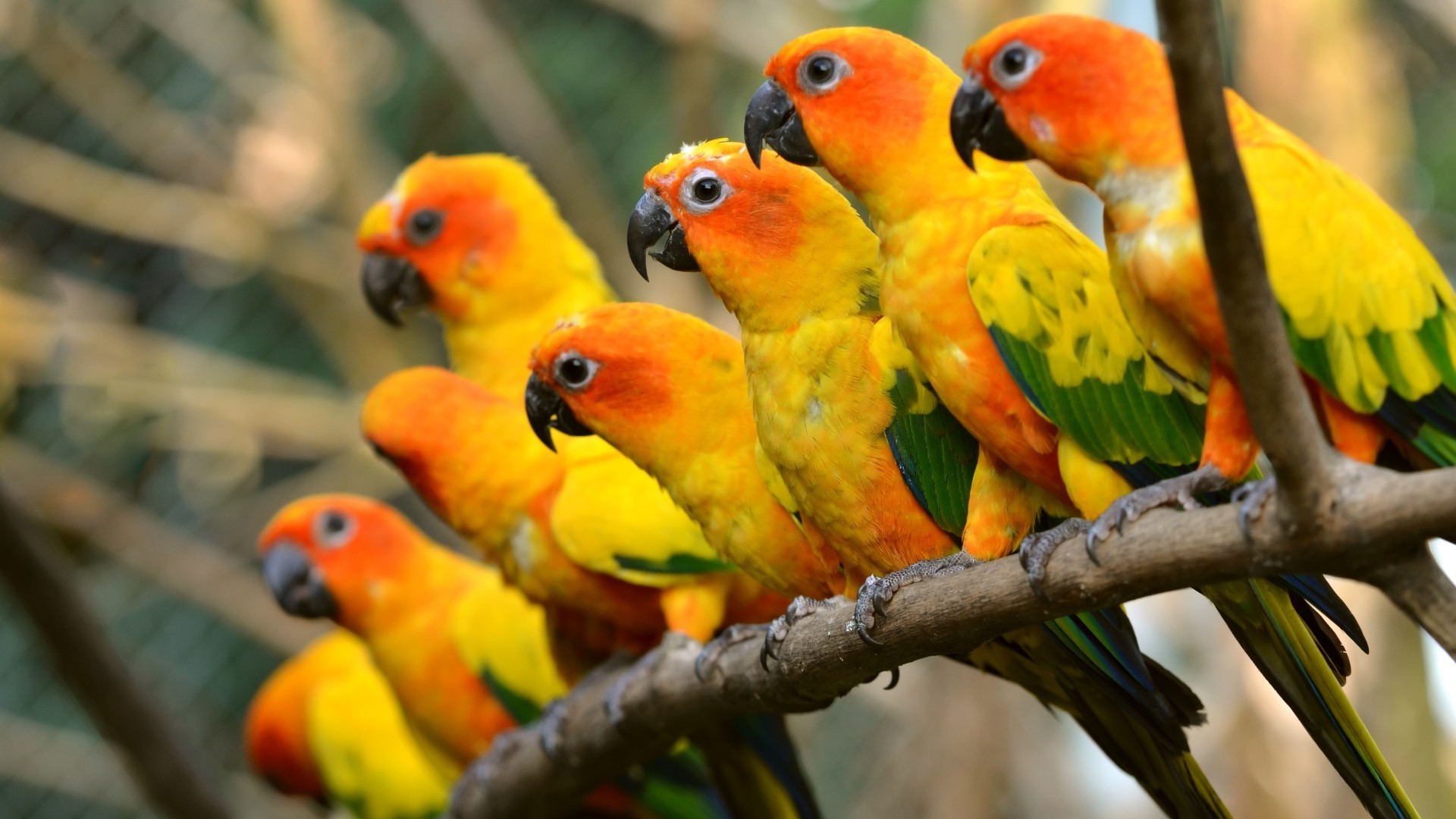 animales loro pájaro guacamayo tropical loro zoológico naturaleza vida silvestre pico exótico aviador