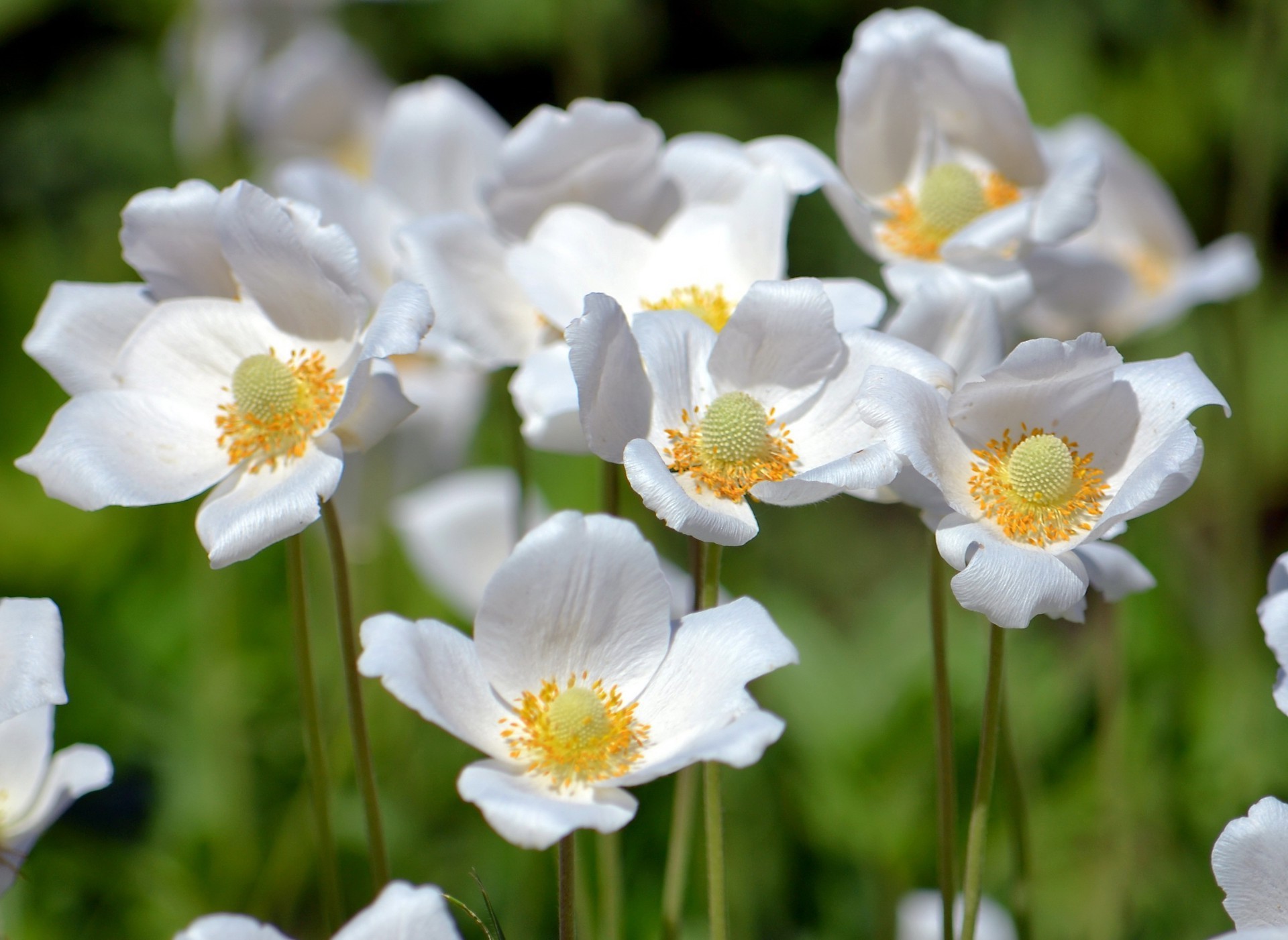 flowers nature flower flora summer garden blooming leaf bright wild color floral outdoors petal growth grass hayfield fair weather season field