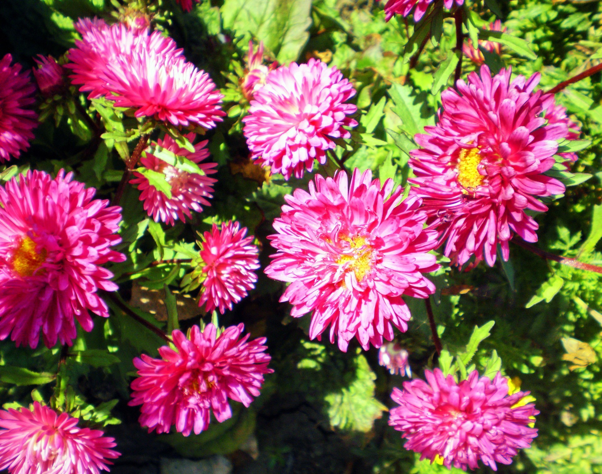 flowers flower flora nature petal floral blooming garden chrysanthemum summer dahlia perennial leaf head color botanical bright growth bouquet outdoors