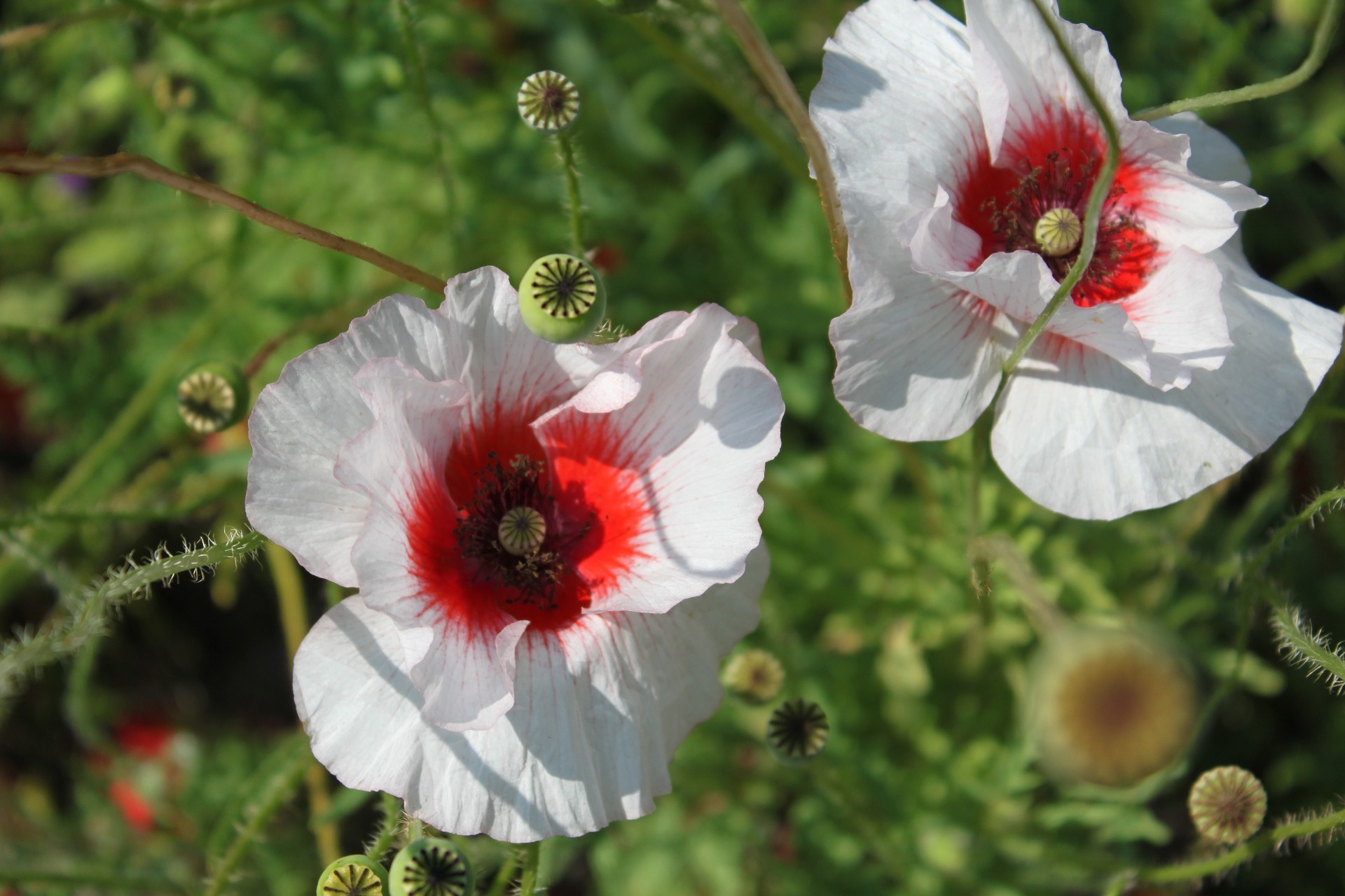 flores flor naturaleza flora verano jardín floral bluming hoja pétalo color campo primer plano heno temporada al aire libre brillante hermoso salvaje poppy