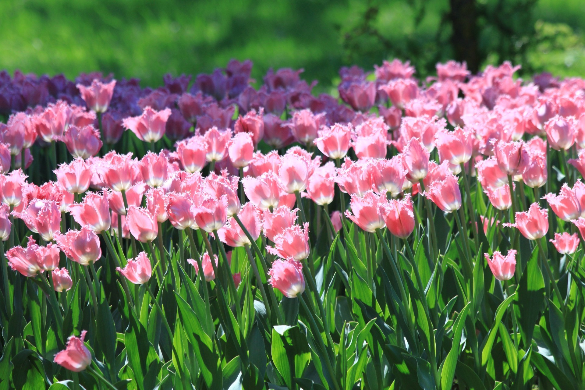 laleler lale flora doğa bahçe çiçek yaprak çiçek taçyaprağı yaz alan çiçek açan parlak sezon parlak park renk büyüme lambalar paskalya