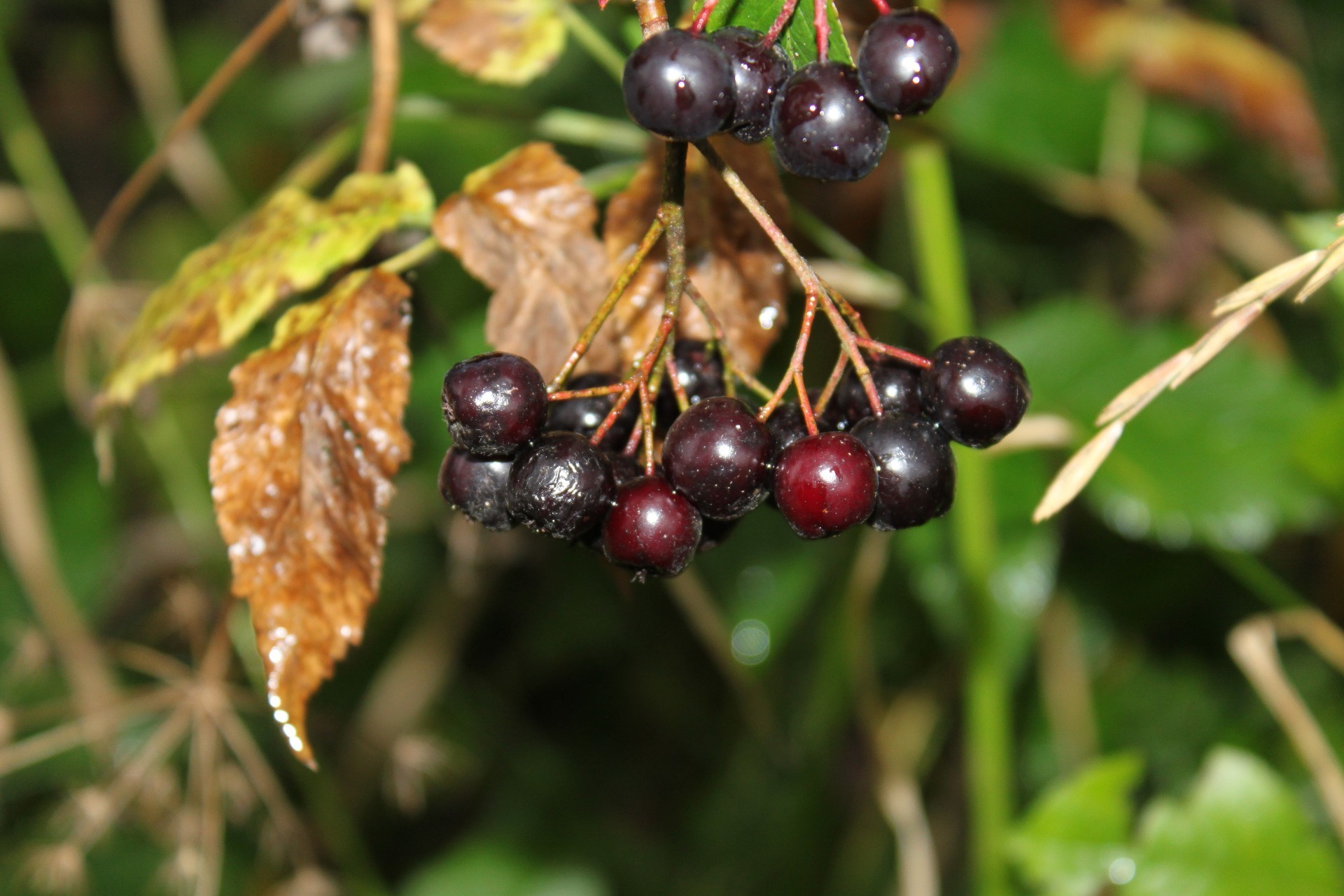 bacche frutta foglia natura cibo bacca pascolo autunno albero crescere giardino flora estate all aperto agricoltura colore