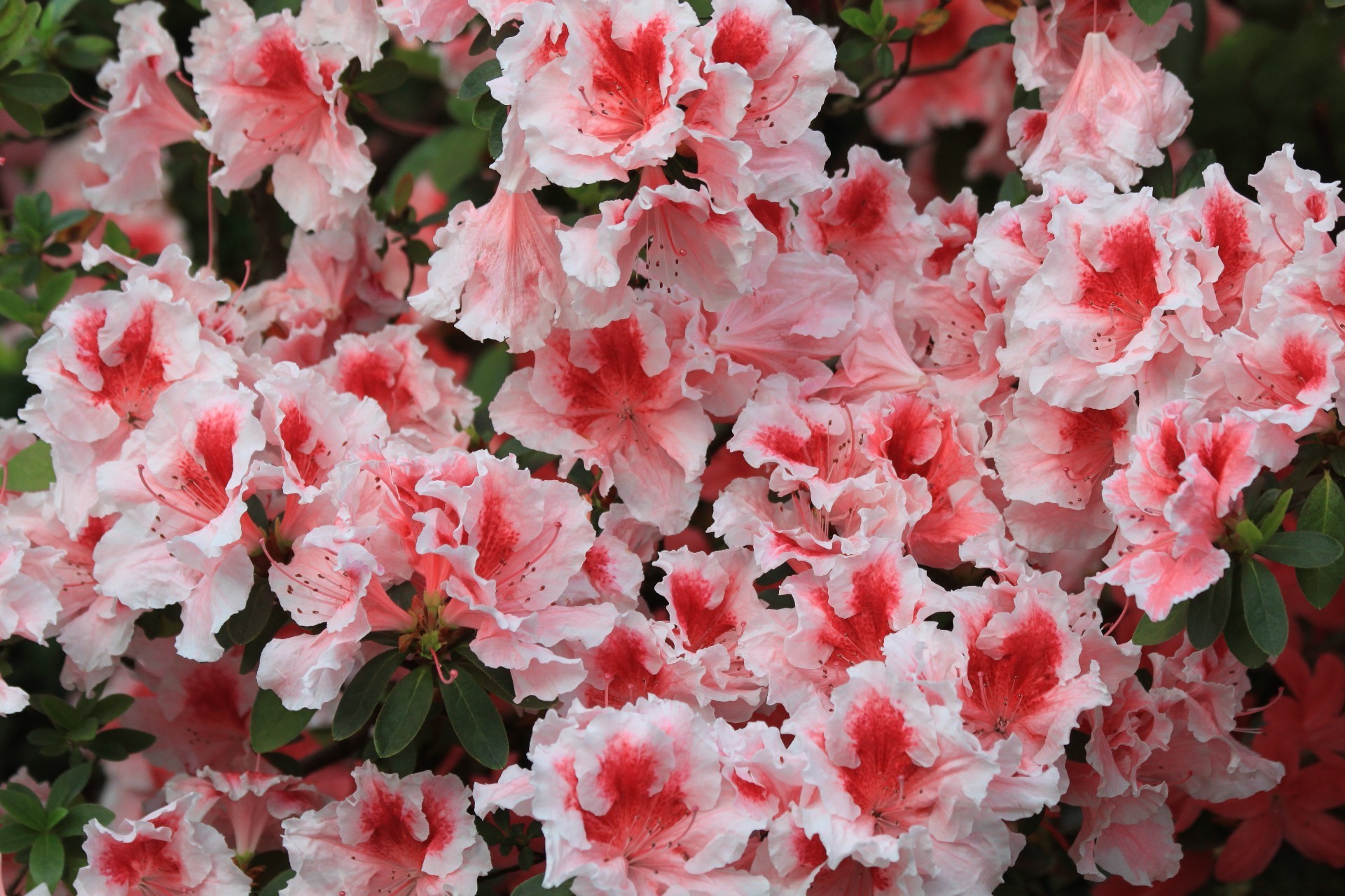 flores flor flora jardín hoja naturaleza bluming floral color pétalo verano arbusto primer plano rosa temporada crecimiento rododendro decoración parque brillante