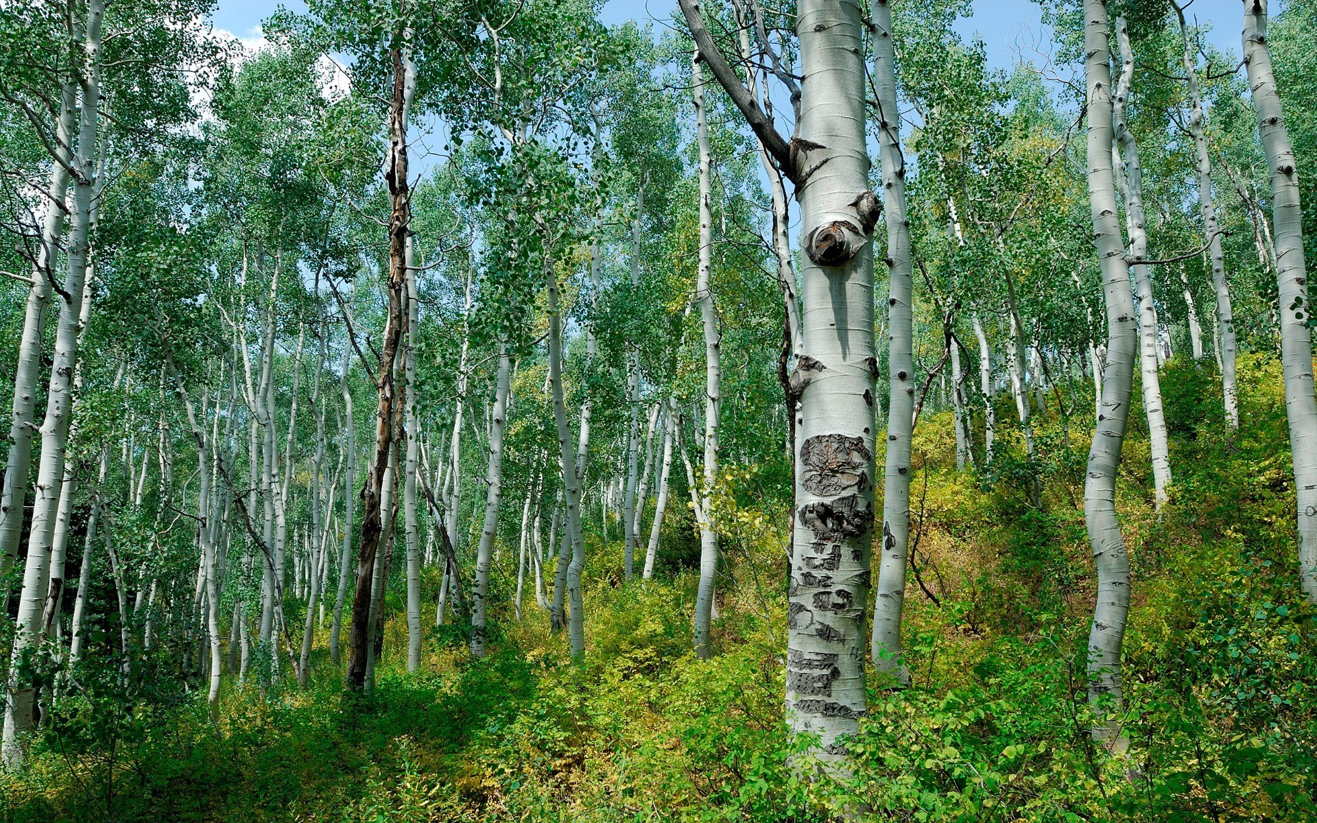 árboles madera abedul naturaleza árbol paisaje hoja medio ambiente flora tronco rama corteza rural país parque verano buen tiempo al aire libre temporada exuberante