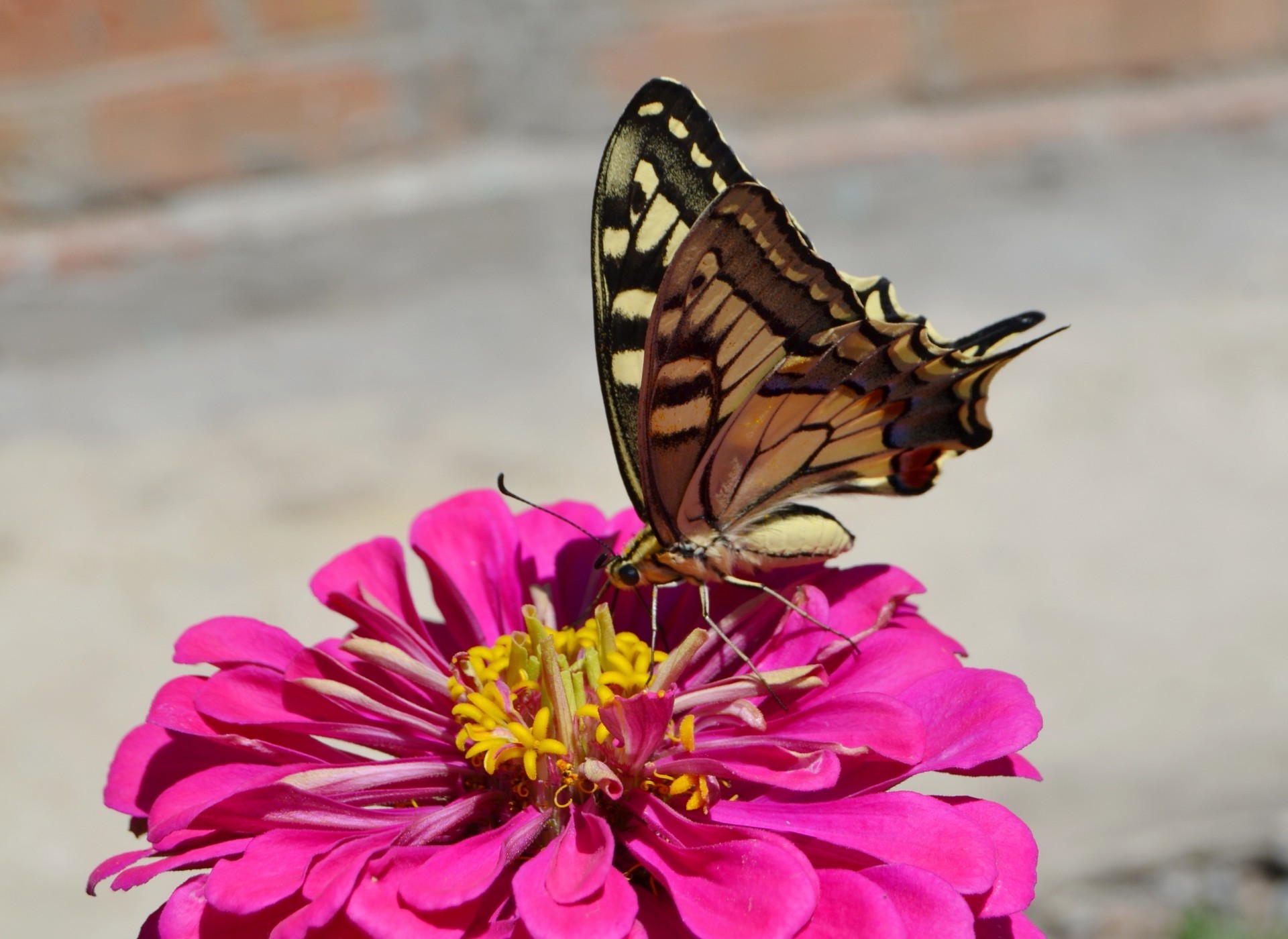 butterfly nature insect flower outdoors summer garden beautiful wing color animal flora bright wildlife