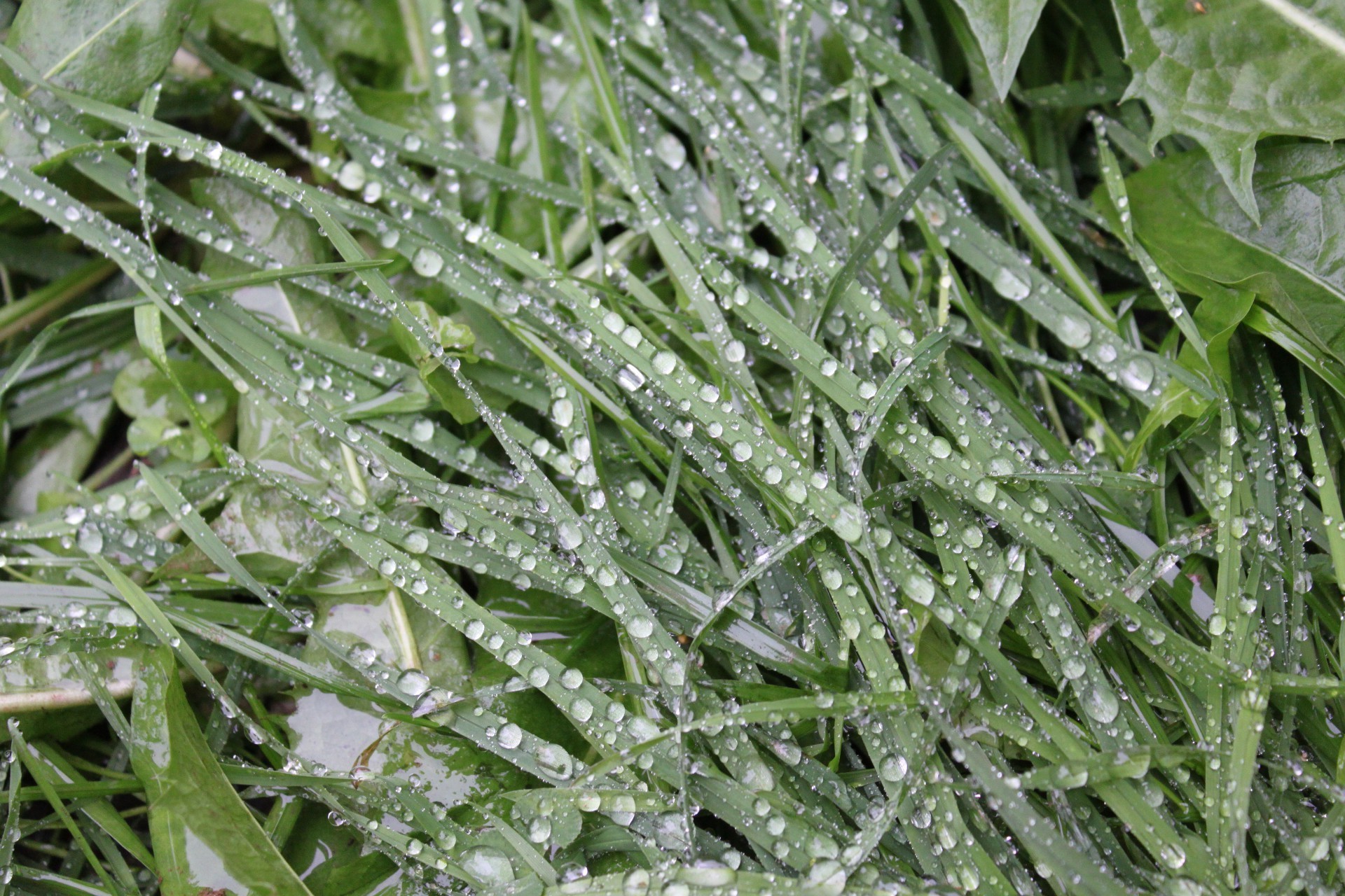 lato flora liść natura świeżość zbliżenie pulpit wzrost spadek mokry jedzenie trawa środowisko rosa trawa ogród tekstura deszcz w pobliżu