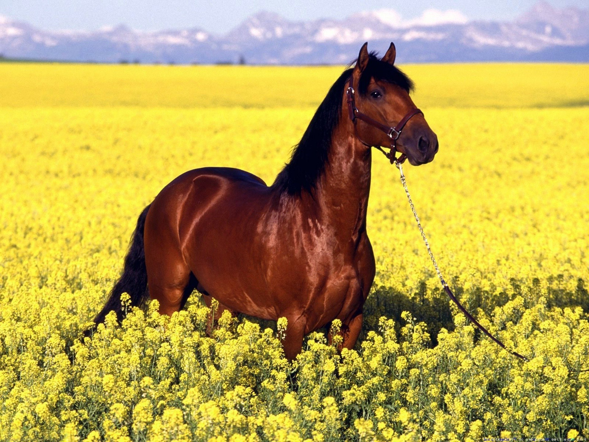 Желтая лошадка. Дикий гнедой Мустанг. Андалузская лошадь гнедая. Конь в поле. Лошадь в поле.