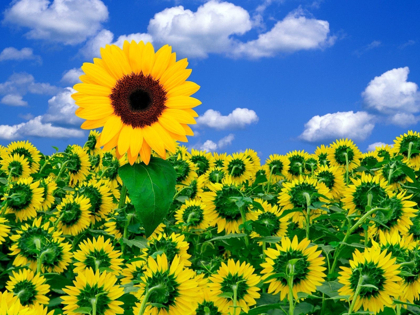 flowers sunflower flower flora nature summer field bright growth sun floral sunny hayfield leaf beautiful fair weather season vibrant seed rural garden