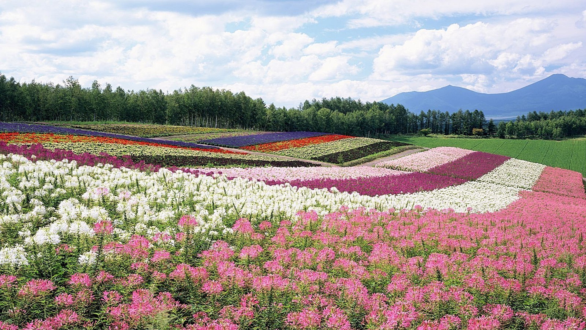 campos prados y valles flor al aire libre paisaje naturaleza verano campo agricultura rural flora hierba heno color brillante