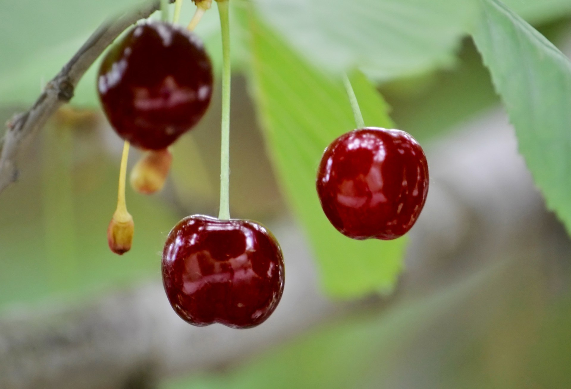 bayas baya cereza fruta comida naturaleza hoja delicioso salud jugoso confitería verano delicioso comida jardín pasto