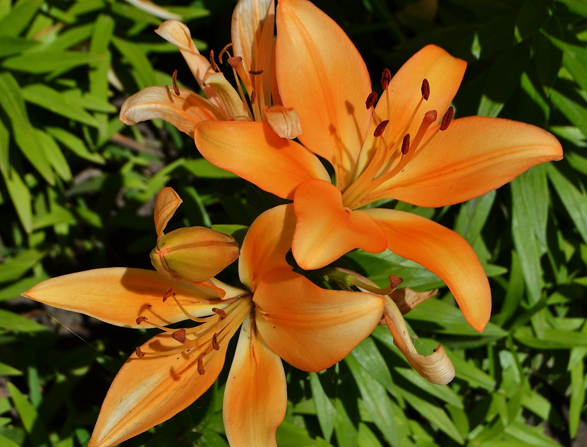 lily nature flower flora leaf summer bright garden growth color floral beautiful petal pollen elegant