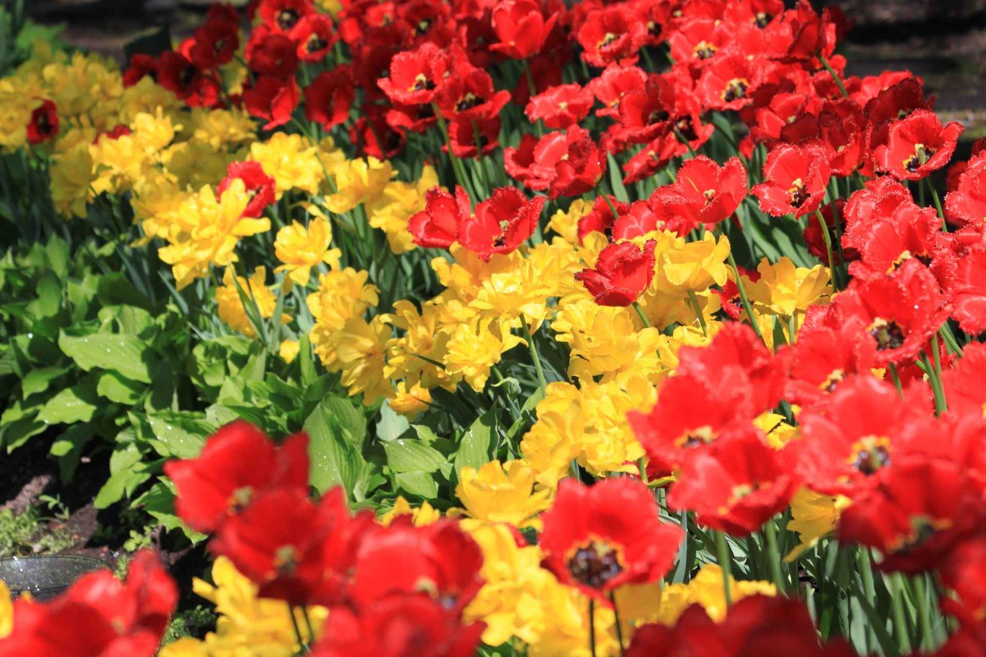 tulipes fleur nature flore jardin floral feuille bluming été tulipe pétale champ couleur saison lumineux croissance lumineux bouquet parc foin