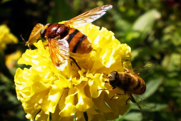 Las abejas polinizan la flor para la miel