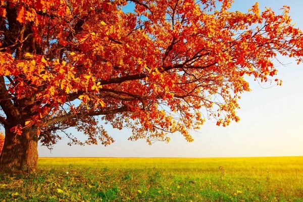 Ein großer Baum im Herbst in der Natur