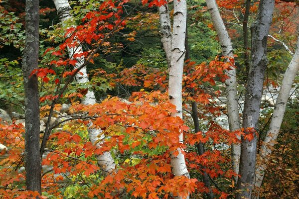 Bäume mit orangefarbenen und roten Blättern