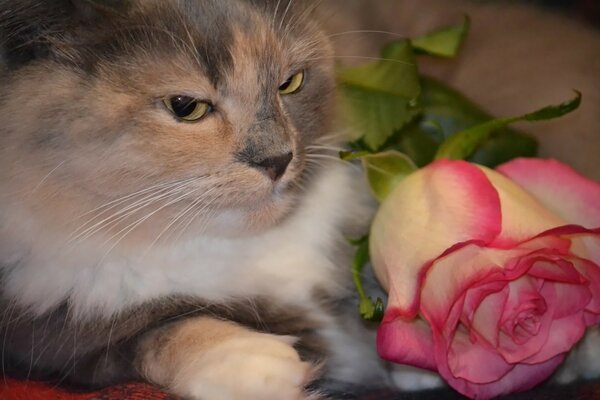 The cat lies and looks at the rose