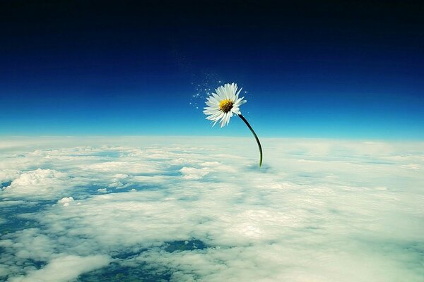 Marguerite incroyablement énorme qui est au-dessus des nuages