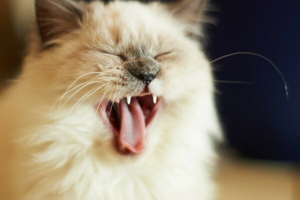 Yawning cat close-up