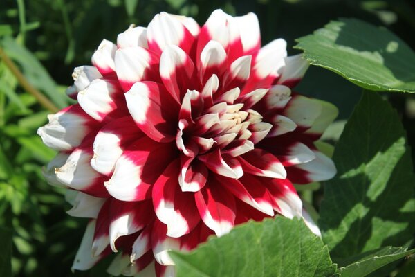 Closeup fleur flore jardin