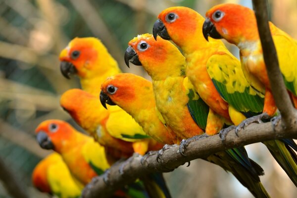 Tropical yellow-orange parrots