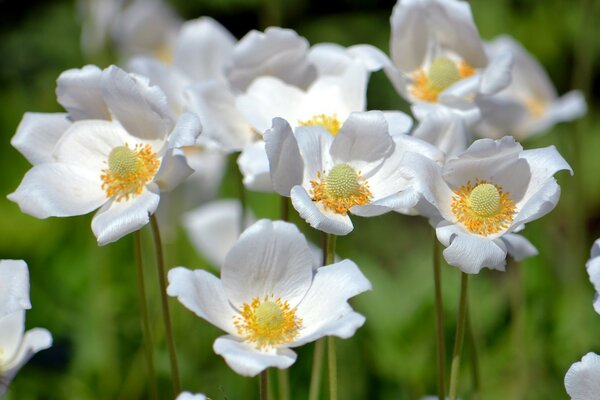 Summer white flowers in nature