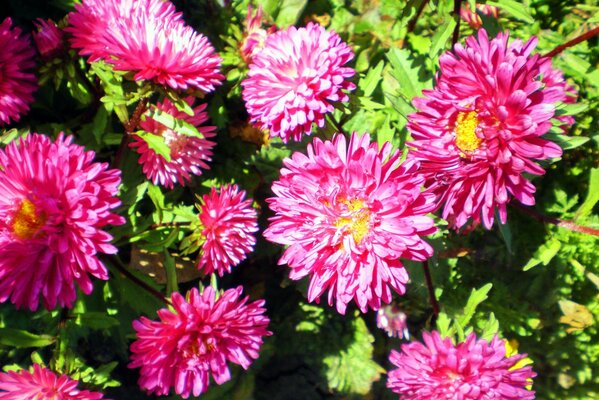 Rosa Blumen Pompons auf einem Hintergrund aus Laub