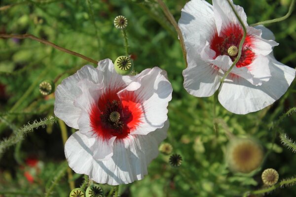 White poppies on a summer meadow