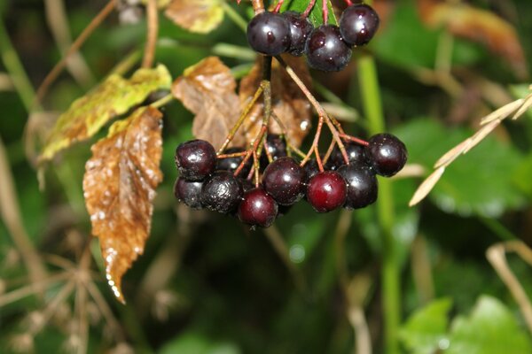 Hoja baya fruta comida