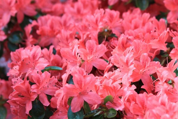 Lots of garden pink flowers