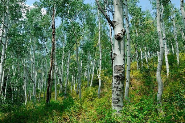 Um bosque de bétulas com bétulas magníficas