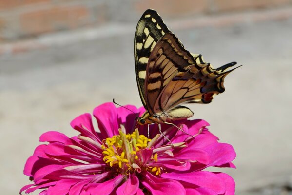 Schmetterling auf einer rosa Blume