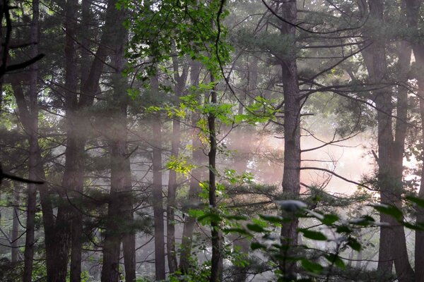 Gli alberi nella foresta stanno dietro la nebbia