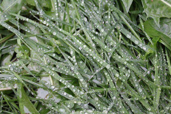 Hierba verde en gotas de lluvia