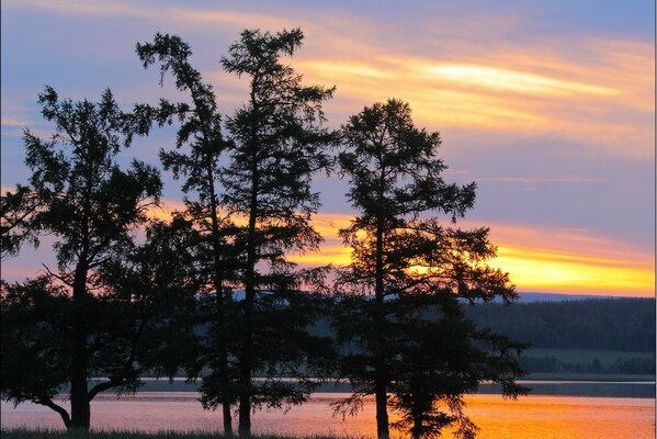 Quatre arbres sur fond de beau coucher de soleil