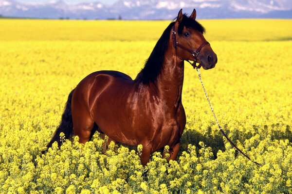 Ein Pferd in brauner Farbe in einem blühenden Feld