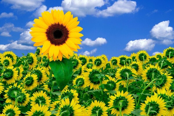 A field of sunflowers under a beautiful sky