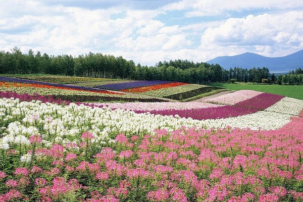 Campi di fiori multicolori. Paesaggio con montagne e campi