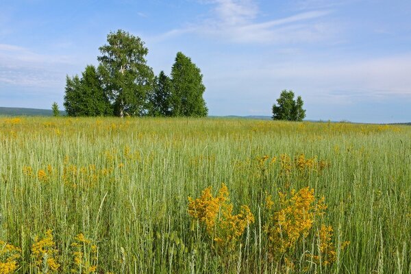 Campo de verano verde bajo el cielo azul