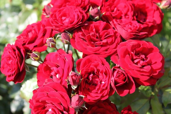 A bush of beautiful red roses